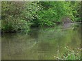 The River Wey in woodland near Godalming