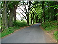 Tree Lined Road