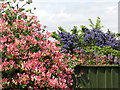 Californian lilac and honeysuckle