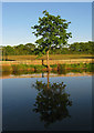 Pond, Yew Tree Inn