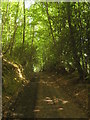 Byway through Cherrygarden Wood