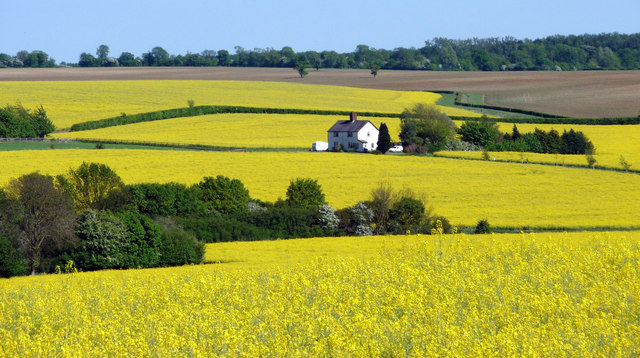 Oilseed Rape fields near Hay Street, Hertfordshire
