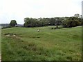 Farm near Vines Cross