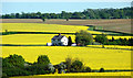 Oilseed Rape fields near Hay Street, Hertfordshire