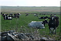 Q7148 : Cattle near Loop Head by Graham Horn