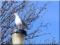 A Herring Gull at Lossiemouth