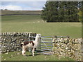 Llama at Bewcastle