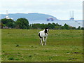 Horse near Ballavoulin