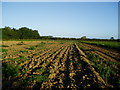 Footpath crosses ploughed field