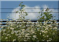 Flowers on the embankment