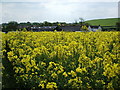 Rapeseed crop at Wood Farm