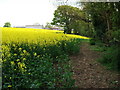 Barn Moor Wood and Wood Farm