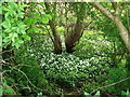 Wild garlic, Barn Moor Wood