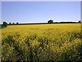 Field of Oilseed Rape on Armscote Hill Farm