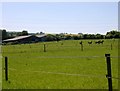 Horses on Cross Leys Farm