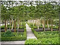 Raspberry beds in the Walled Garden, Alnwick