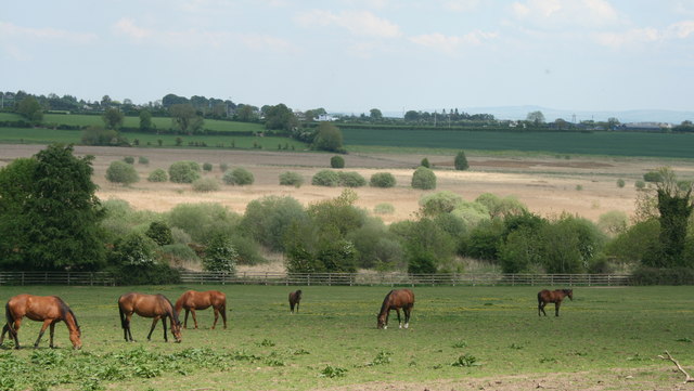 More Horses in County Kildare