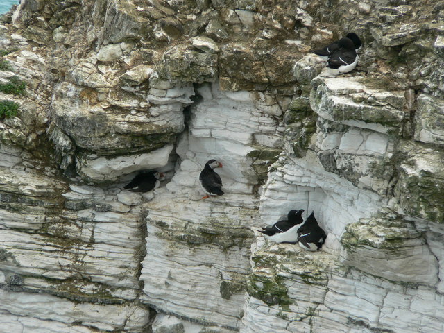 Puffins and Razorbills, Bempton Cliffs