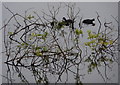 Coots amongst vegetation in the lake