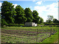 Allotments and four limes, Bishop