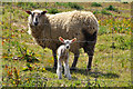 Inquisitive ewe and lamb - Scredington