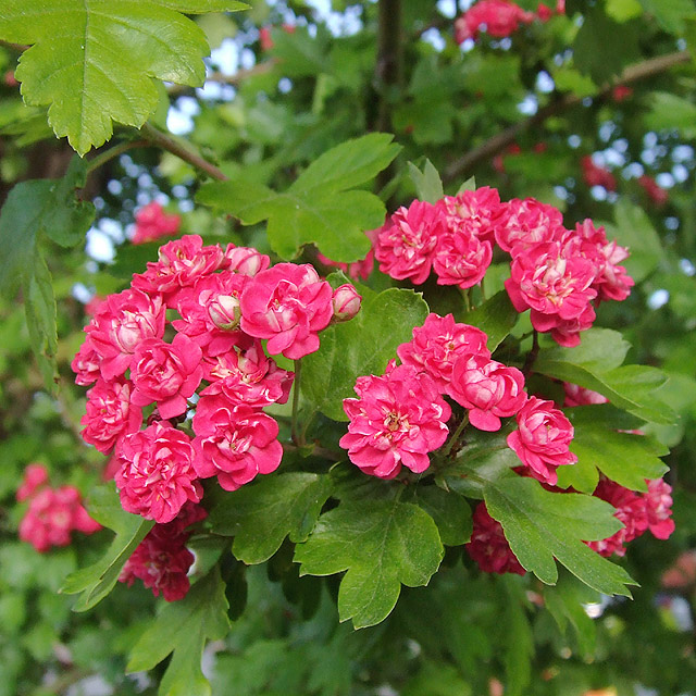 Midland Hawthorn blossom © Roger Kidd cc-by-sa/2.0 :: Geograph Britain ...