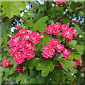 Midland Hawthorn blossom