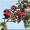 Midland Hawthorn blossom