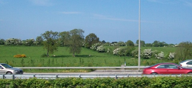 Thorn trees in blossom east of the M1 north of Newhaggard