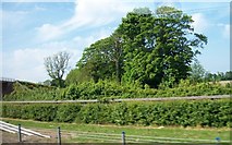 O1169 : Trees alongside the M1 west of Dardistown by Eric Jones