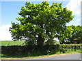 SK4060 : Centre of England Tree by Tony Bacon