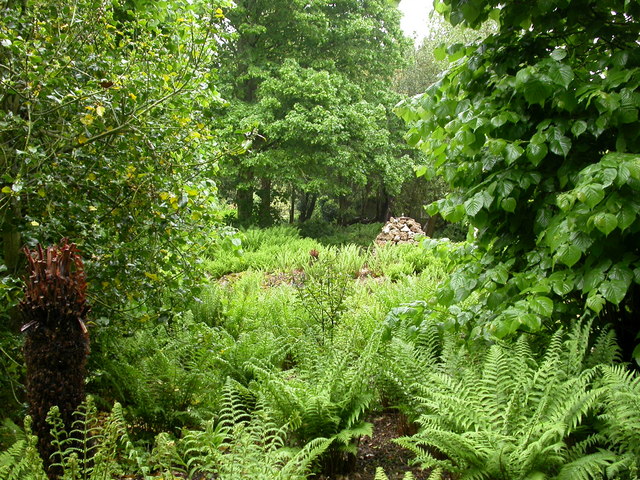 Kingston Lacy, fernery © Mike Faherty cc-by-sa/2.0 :: Geograph Britain ...