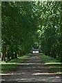 Norfolk Park, Sheffield - the lime avenue leading to Norfolk Park Road gates