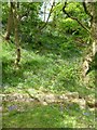 Bluebells on hillside