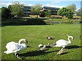 Swans at County Hall