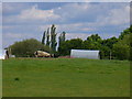 Pig Farming, Isington