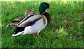 Mallards, Braughing