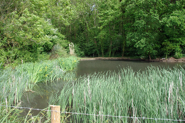 Pond By Swillage Lane © Robin Webster :: Geograph Britain And Ireland