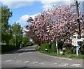 Bescaby Lane in Waltham on the Wolds