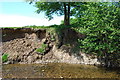 Erosion on Afon Clywedog in Erddig Country Park