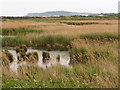 Overcombe: view across Lodmoor