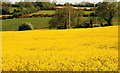 Rape field near Loughbrickland