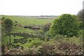 Cattle in the Fields nr Trekeek