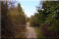 The Ridgeway on Watlington Hill