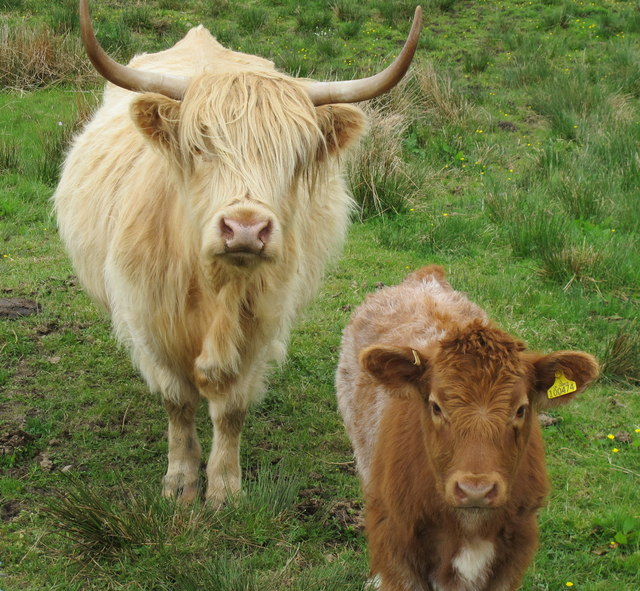 Highland cow and calf, Auchindrain... © David Hawgood cc-by-sa/2.0 ...