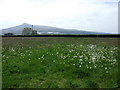 Carningli across dandelion field