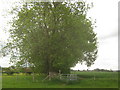 Kissing Gate near Mersham