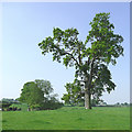 SJ7823 : Pasture and oak tree south of Norbury, Staffordshire by Roger  D Kidd