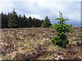 NY6581 : Moorland on the edge of Kielder Forest by Andrew Smith