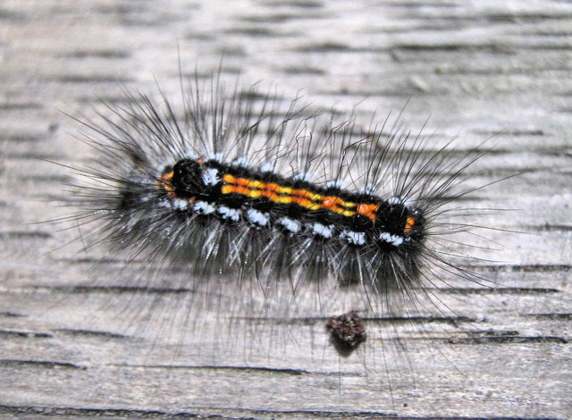 Yellow-tail Moth caterpillar © Jonathan Kington cc-by-sa/2 ...